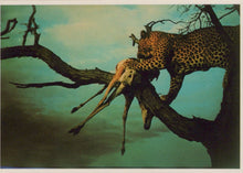 Load image into Gallery viewer, Animals Postcard - Leopard With Kill, South Africa - Mo’s Postcards 
