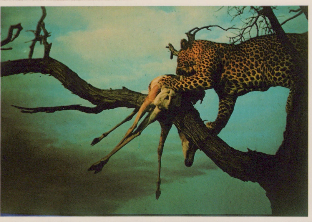 Animals Postcard - Leopard With Kill, South Africa - Mo’s Postcards 