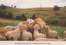 Load image into Gallery viewer, Animals Postcard - Sheep - Greetings From Suzi Q, a Working Cat Down Under - Mo’s Postcards 
