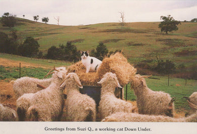 Animals Postcard - Sheep - Greetings From Suzi Q, a Working Cat Down Under - Mo’s Postcards 