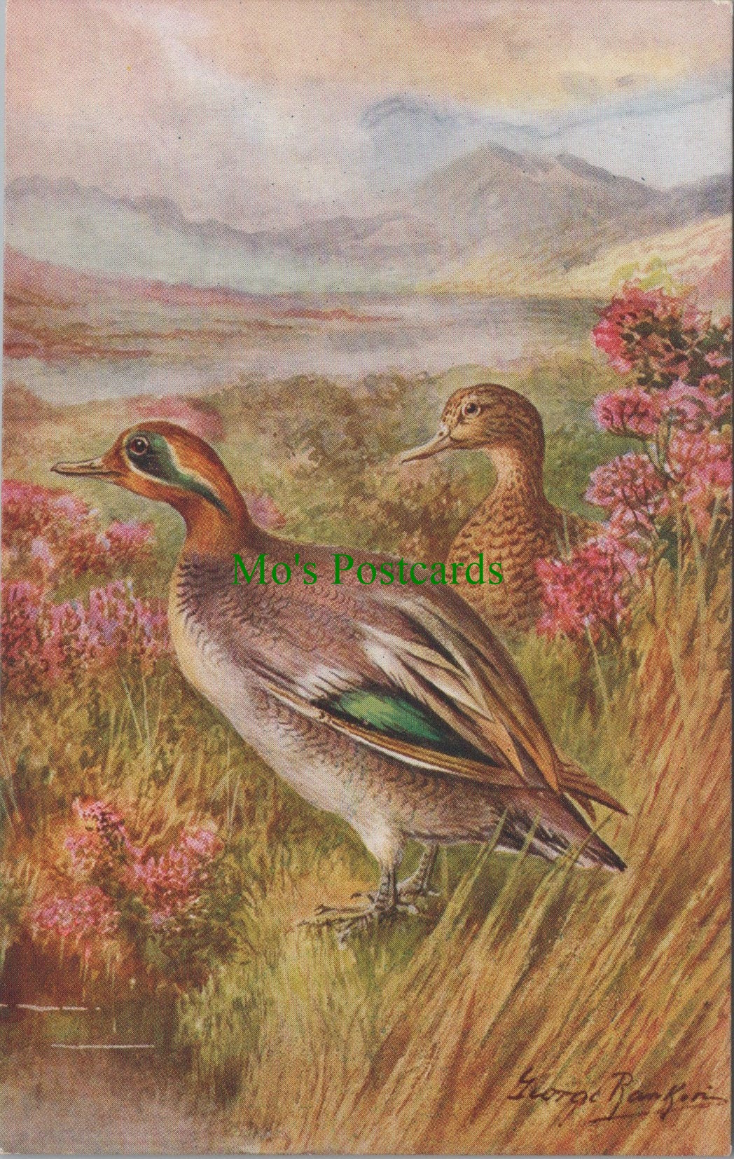 Birds Postcard - Teal Ducks 
