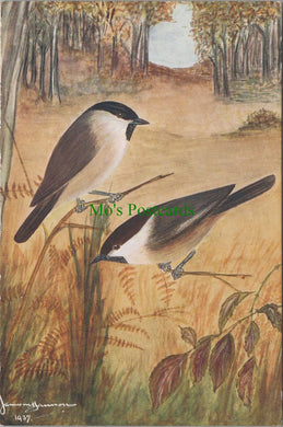 Birds Postcard - British Marsh Tit & British Willow Tit