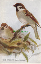 Load image into Gallery viewer, Birds Postcard - Tree Sparrow, Passer Montanus
