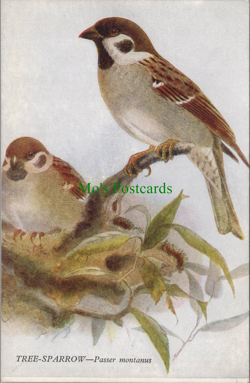 Birds Postcard - Tree Sparrow, Passer Montanus