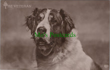 Load image into Gallery viewer, Dogs Postcard - The Veteran
