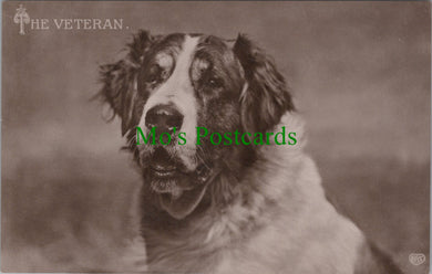 Dogs Postcard - The Veteran