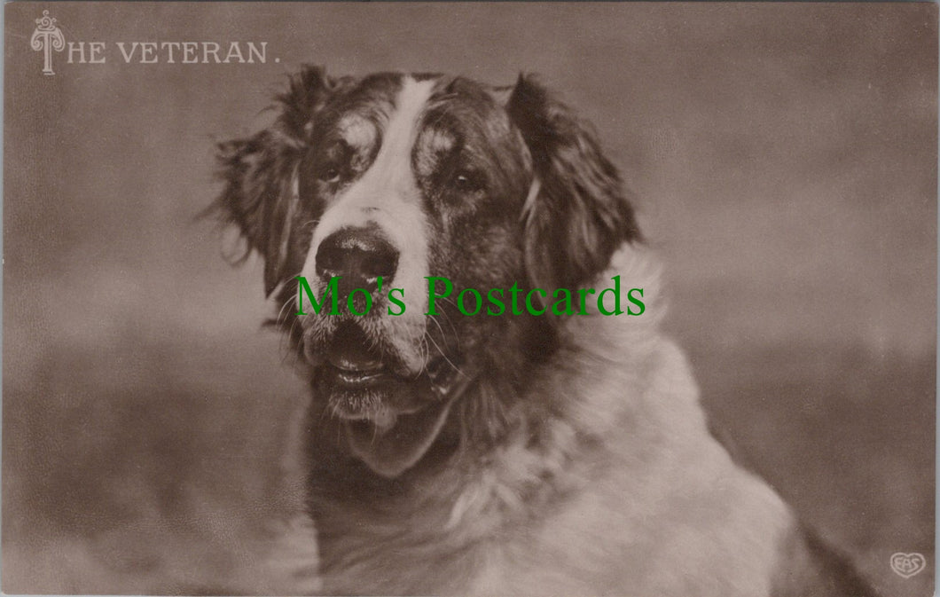 Dogs Postcard - The Veteran