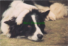 Load image into Gallery viewer, Dog Postcard - Tsar The Border Collie
