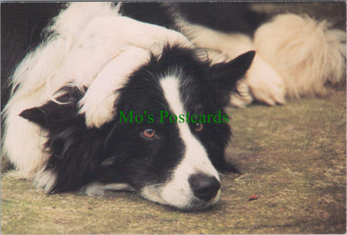 Dog Postcard - Tsar The Border Collie