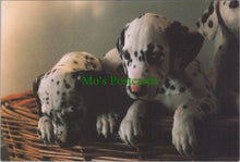 Load image into Gallery viewer, Dog Postcard - The Dalmation Puppies
