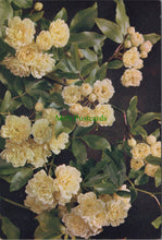 Load image into Gallery viewer, Flowers Postcard - Yellow Banksian Rose
