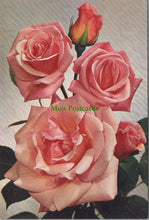 Load image into Gallery viewer, Flowers Postcard - Hybrid Tea Rose
