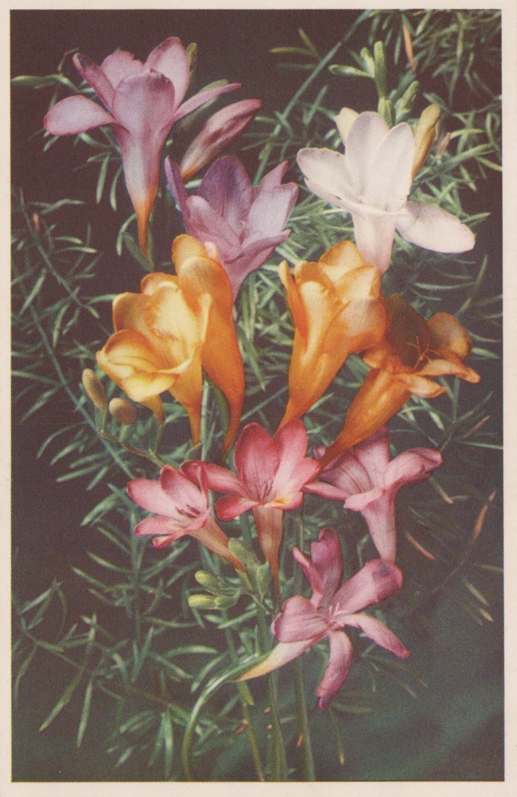 Nature Postcard - Flower Series - Freesia - Mo’s Postcards 