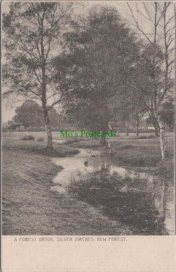 A Forest Brook, Silver Birches, New Forest