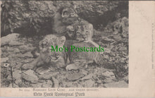 Load image into Gallery viewer, Barbary Lion Cubs, New York Zoo
