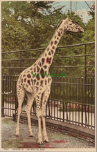 Load image into Gallery viewer, A Giraffe at The Bristol Zoo
