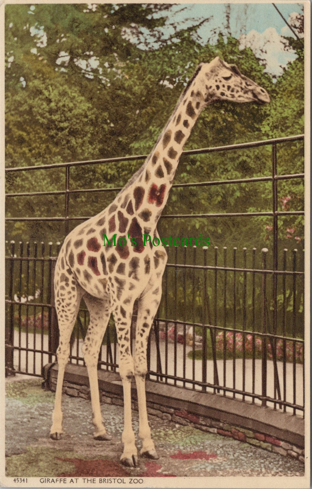 A Giraffe at The Bristol Zoo
