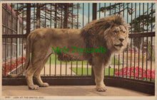 Load image into Gallery viewer, A Lion at The Bristol Zoo
