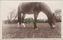 Load image into Gallery viewer, Animals Postcard - Horses Grazing
