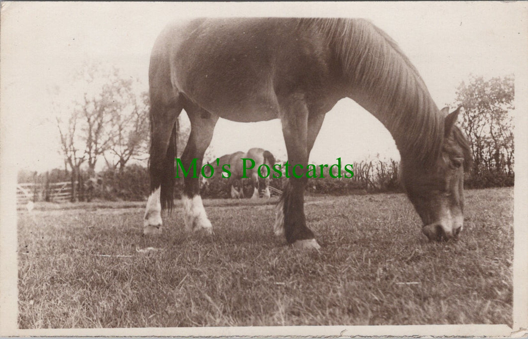 Animals Postcard - Horses Grazing