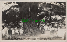 Load image into Gallery viewer, Unlocated Postcard - Large Tree and Graveyard
