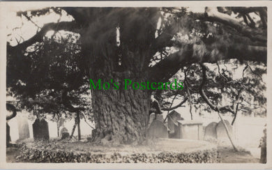 Unlocated Postcard - Large Tree and Graveyard