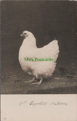 Birds Postcard - 2nd Prize Chicken at Crystal Palace