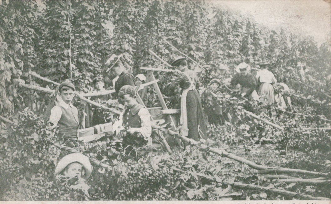 Kent Postcard - Hop Picking - Women & Children Picking Hops, 1905 - Mo’s Postcards 