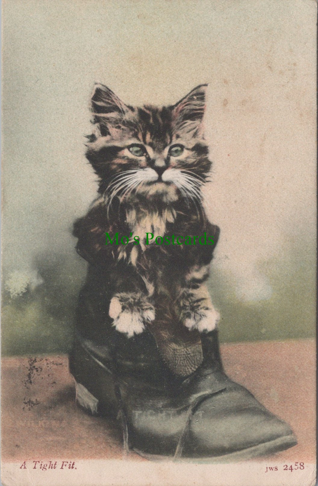 Animals Postcard - A Cat Sat in a Boot