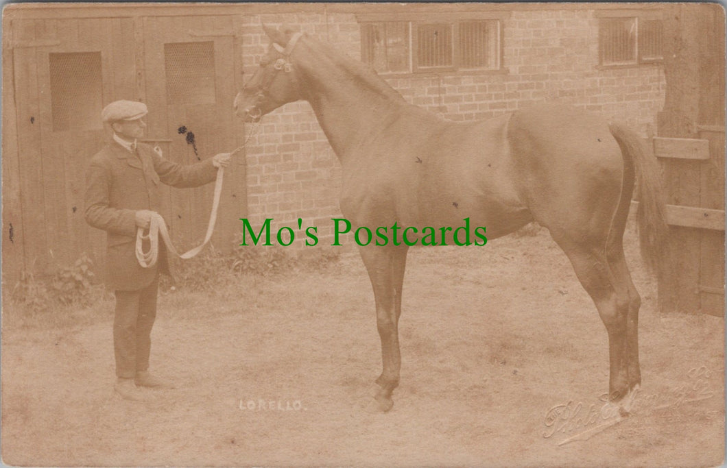 Animals Postcard - Horse Called Lorello