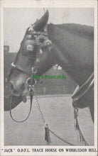 Load image into Gallery viewer, Animals Postcard - &quot;Jack&quot; O.D.F.L Trace Horse - SW6076
