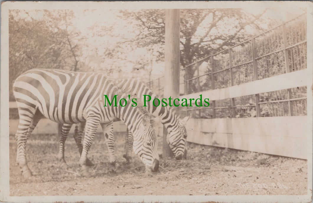 Zoo Animals - Pair of Zebras