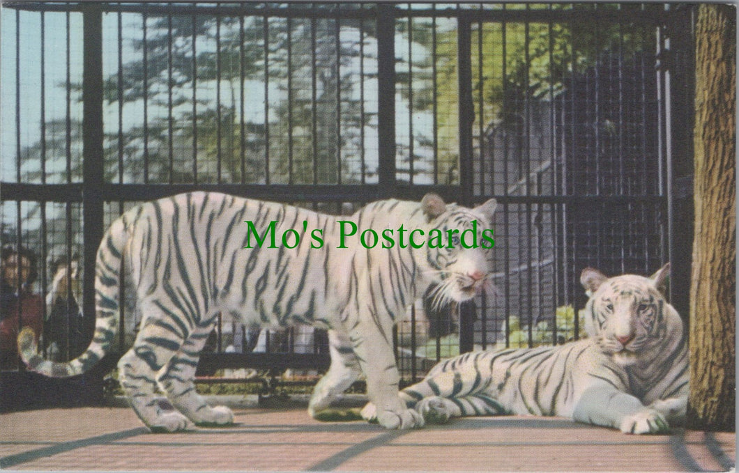 White Tigers at Bristol Zoo