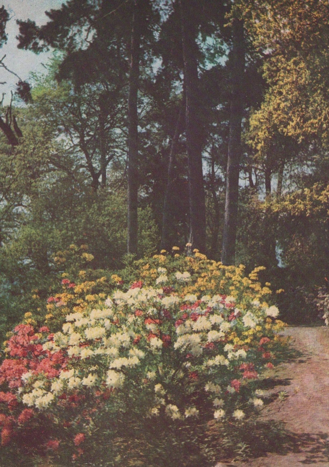 Surrey Postcard - R.H.S.Gardens, Wisley - Azaleas on Battleston Hill - Mo’s Postcards 