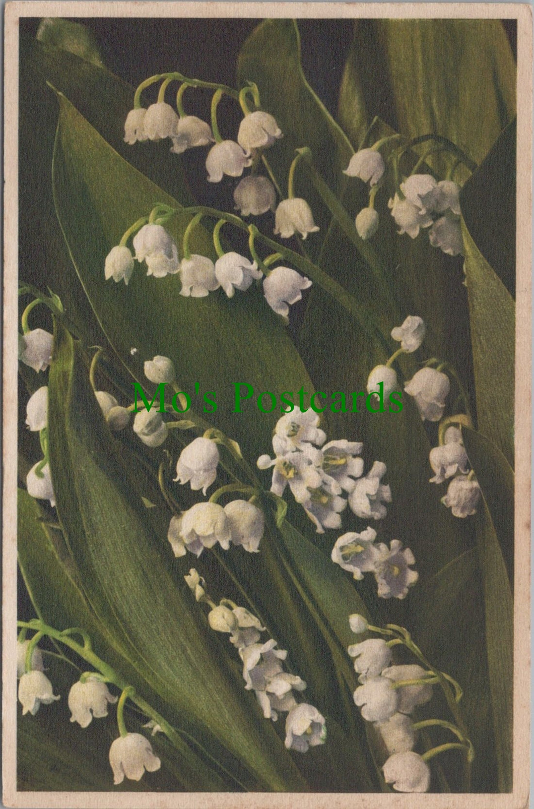 Flowers Postcard - The Mayflower