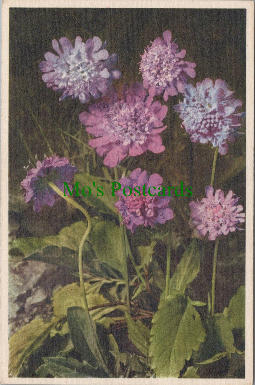 Flowers Postcard - Alpine Scabious