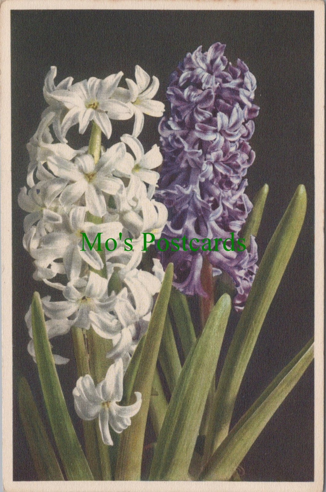 Flowers Postcard - Hyacinth