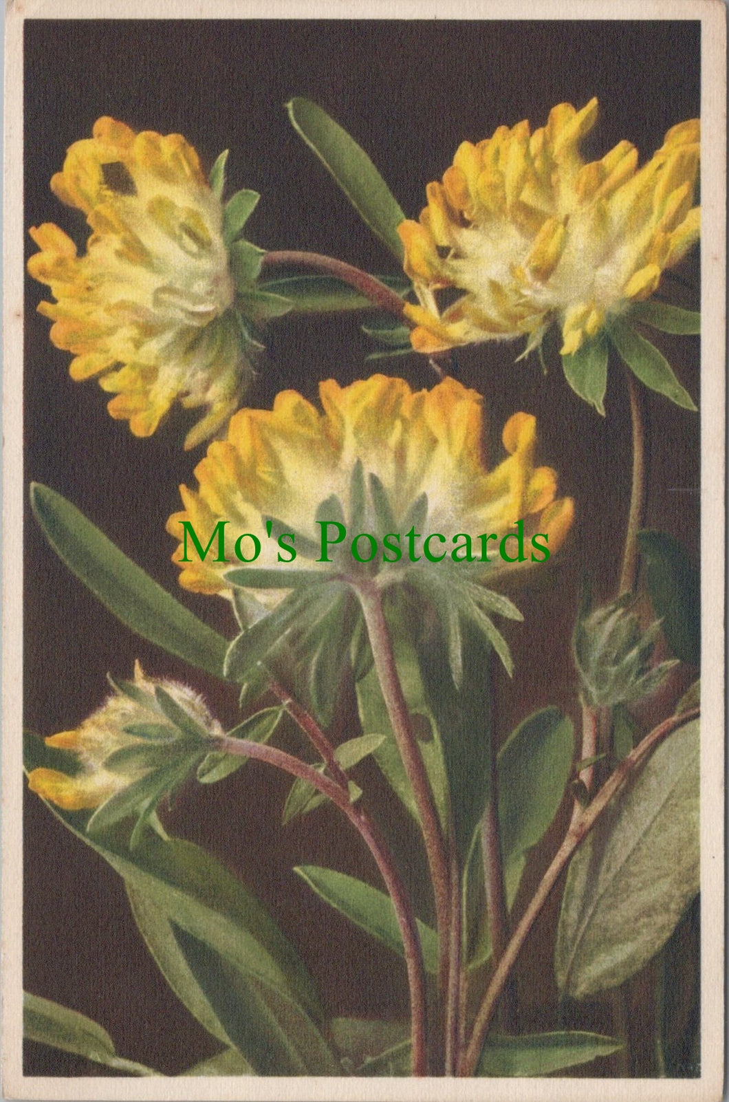 Flowers Postcard - Alpine Kidney Vetch