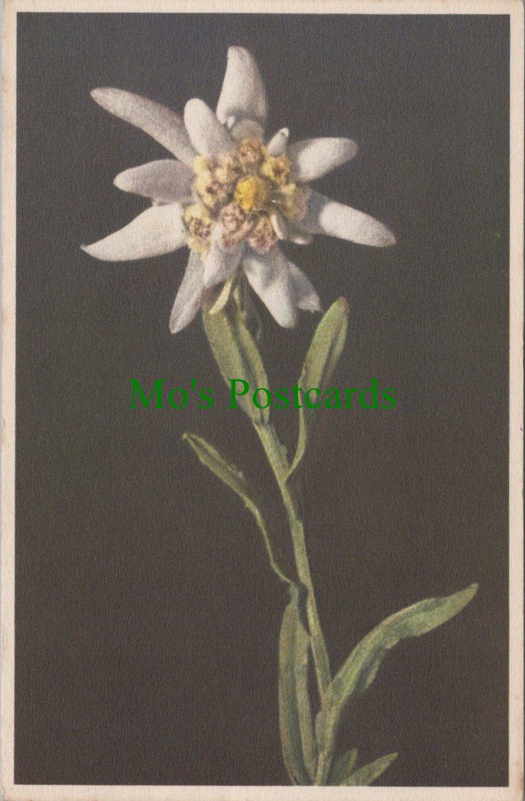 Flowers Postcard - Leontopodium Alpinum