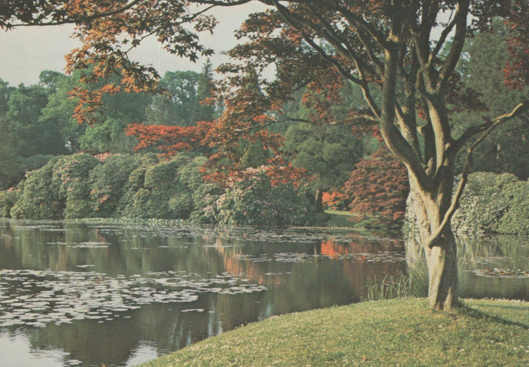 Sussex Postcard - Lake at Sheffield Park Gardens - Mo’s Postcards 