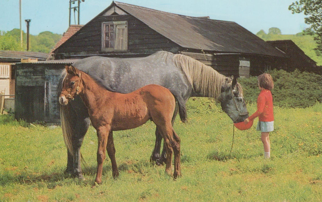 Animals Postcard - Young Girl Feeding a Horse - Mo’s Postcards 