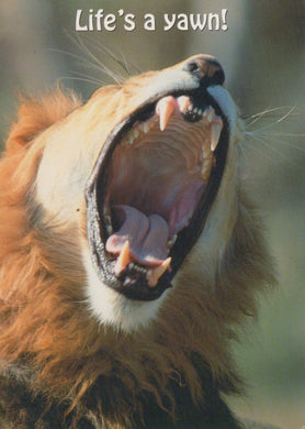 Animals Postcard - Wild Animals - Lion - Life's a Yawn! - Mo’s Postcards 