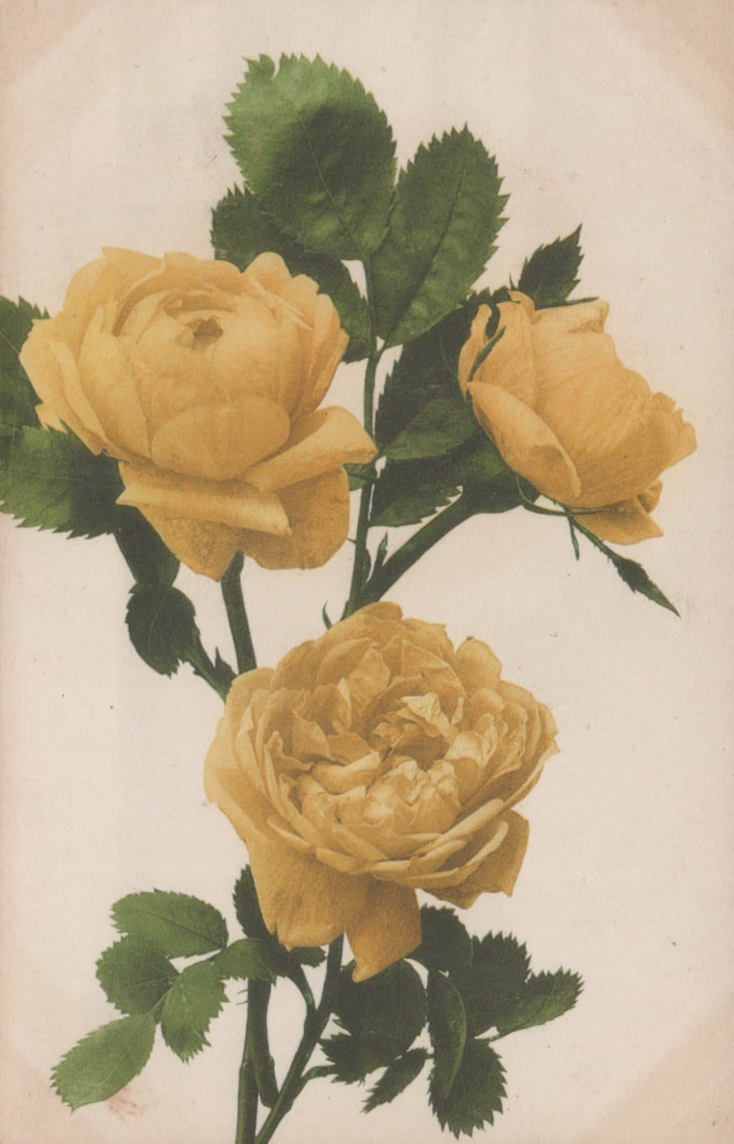 Nature Postcard - Flowers - Yellow Roses - Mo’s Postcards 